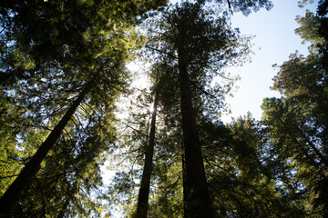 Redwood and Sequoia Trees in California Wilderness