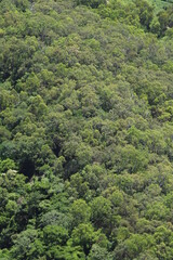 Fototapeta na wymiar Luftaufnahme von Regenwald