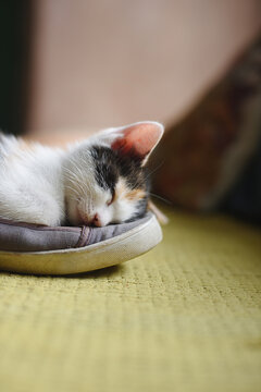 Portrait of a cat sleeping in a shoe, vertical shot