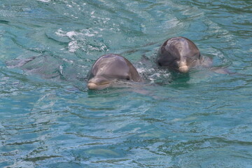 Zwei Delfine schwimmen nebeneinander