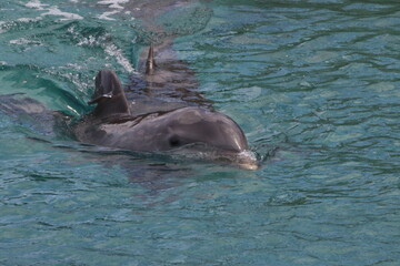 Zwei Delfine schwimmen nebeneinander