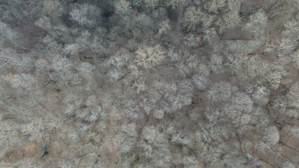 Bare Tennessee Winter
