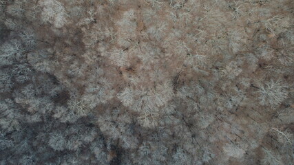 Bare Tennessee Winter