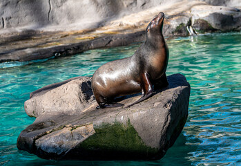 Fototapeta premium Adult California Sea Lion Sitting on Rock at Zoo Enclosure