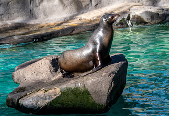 california sea lion