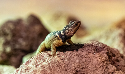 Spiny lizard