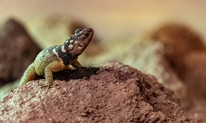 Spiny lizard