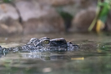 crocodiles head