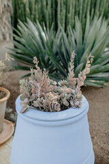 succulent garden pot