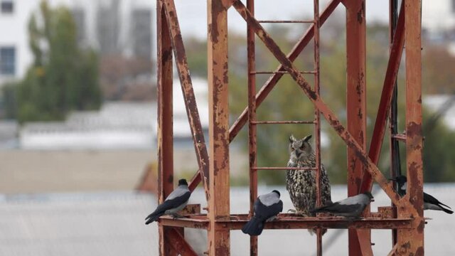 Long eared Owl Asio otus on a metal structure, surrounded by aggressive crows. Bird life in the city. Slow motion 120 fps