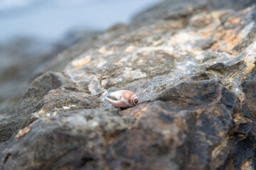 Glass Beach in Fort Braggs California
