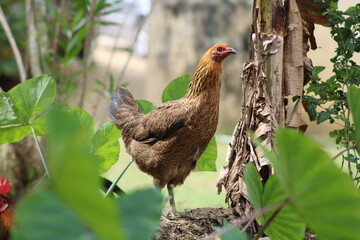Jamaican hen