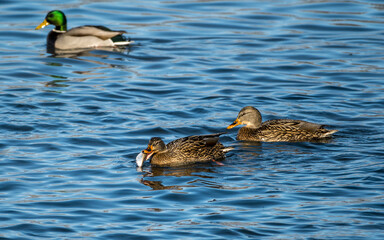 Mallard Hens