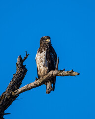 Immature Bald Eagle Perched in Tree