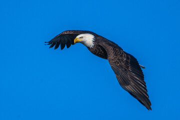 Bald Eagle in Flight