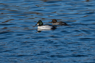 Common Goldeneye Pair Swimming in River