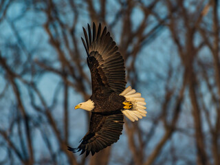 Bald Eagle in Flight