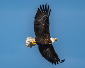 Obraz premium Bald Eagle in Flight