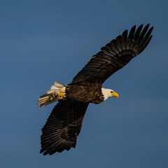 Bald Eagle in Flight