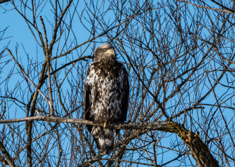 Immature Bald Eagle