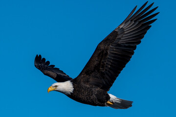 Bald Eagle