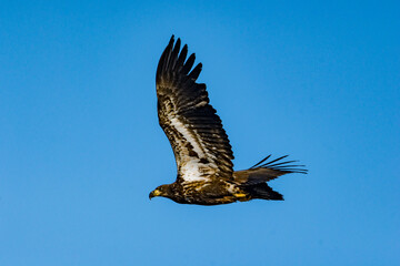 Immature Bald Eagle in Flight