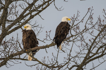Bald Eagles Perched in Tree