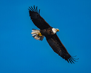 Bald Eagle in Flight