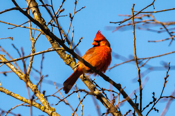 Northern Cardinal Male Perched in Tree