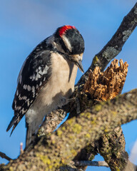 Downy Woodpecker Looking for Food