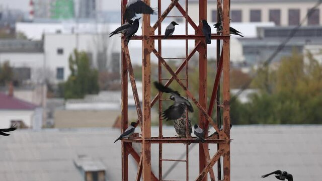Long eared Owl Asio otus on a metal structure, surrounded by aggressive crows. Bird life in the city. Slow motion 120 fps