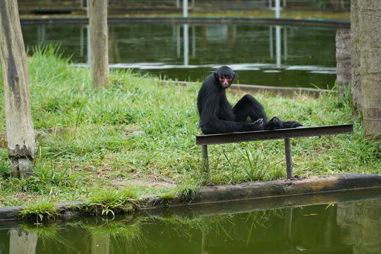 The Peruvian Spider Monkey (Ateles Chamek) Also Known As The Black-faced Black Spider Monkey, Is A Species Of Spider Monkey That Lives In Peru, Brazil And Bolivia. Here Near Manaus, Amazonas, Brazil.