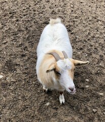 Fototapeta premium goat in the farm