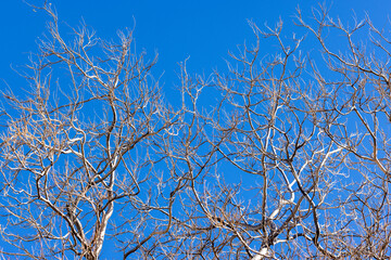 Elm tree branches and limbs backed by a blue sky