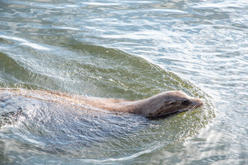 Obraz premium Sassy Sea Lions in Santa Cruz California