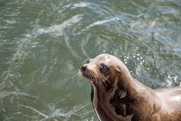 Fototapeta premium Sassy Sea Lions in Santa Cruz California