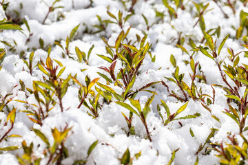 Snow and ice crystals on a Photinia Fraser shrub in the winter in Prescott Arizona