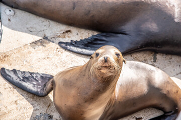 Sassy Sea Lions in Santa Cruz California