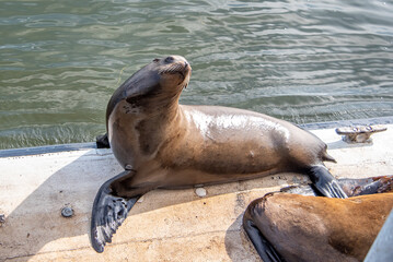 Sassy Sea Lions in Santa Cruz California