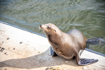 Sassy Sea Lions in Santa Cruz California