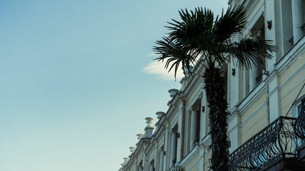 Fan palm tree against the sky and buildings in Yalta