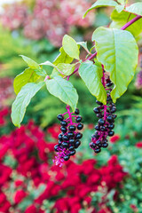 Purple berries on a garden bush.