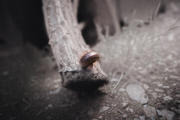shitake mushroom on oak