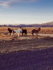 icelandic horses in landscape