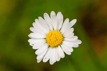 Daisy closeup