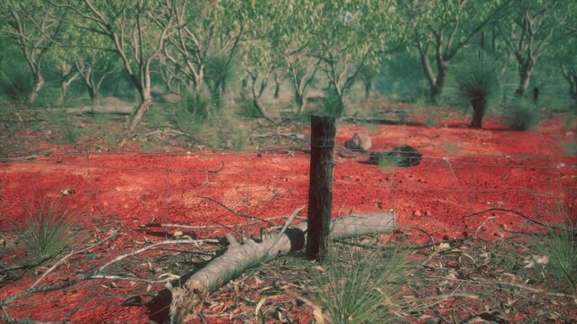 Dingoe fence in the Australian Outback