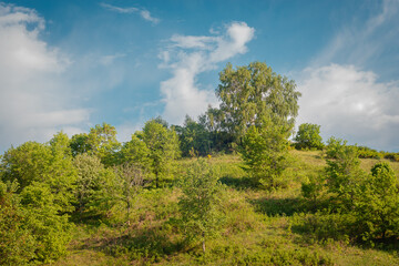 Young, green trees on the hill.