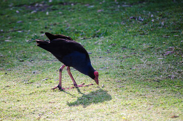 Dusky Moorhen bird walking on green grass picking food .