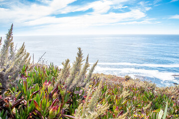 Flowers and Plant Life Along the Cliffs on Pacific Coast One in California