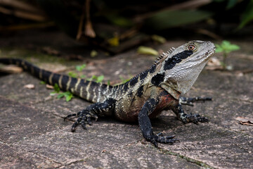 Australian water dragon